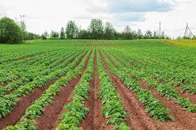 Agricultural Land Purchase Rules in Karnataka – Complete Guide (2026 Update)